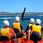 Go Sea Kayak - Whale Watching Byron Bay